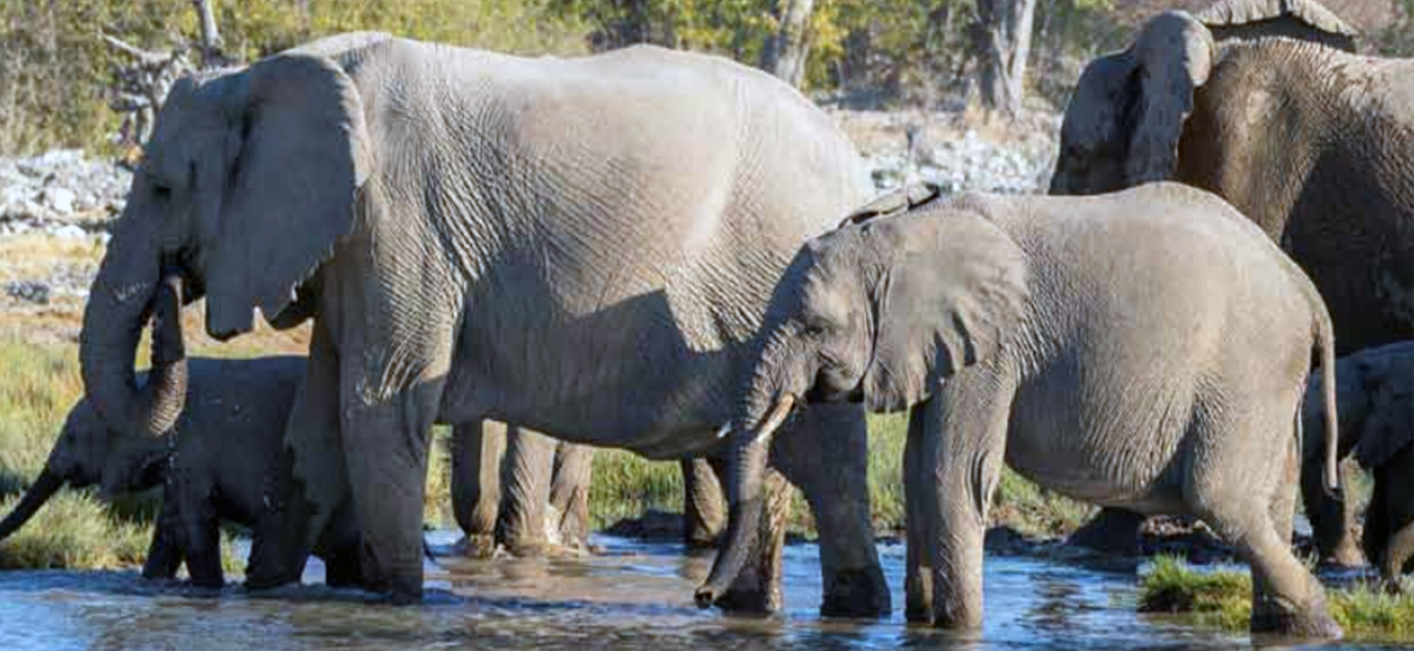 Second Responsive Image