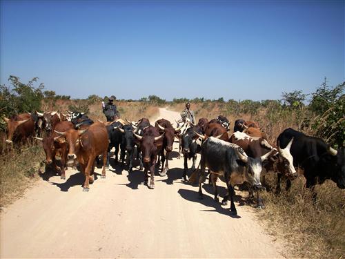 FISHERIES AND MARINE